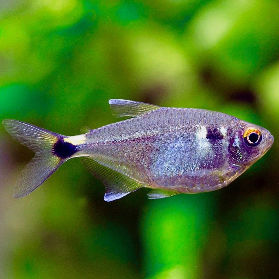 Hemigr.ocellifer   Lantaarndrager M